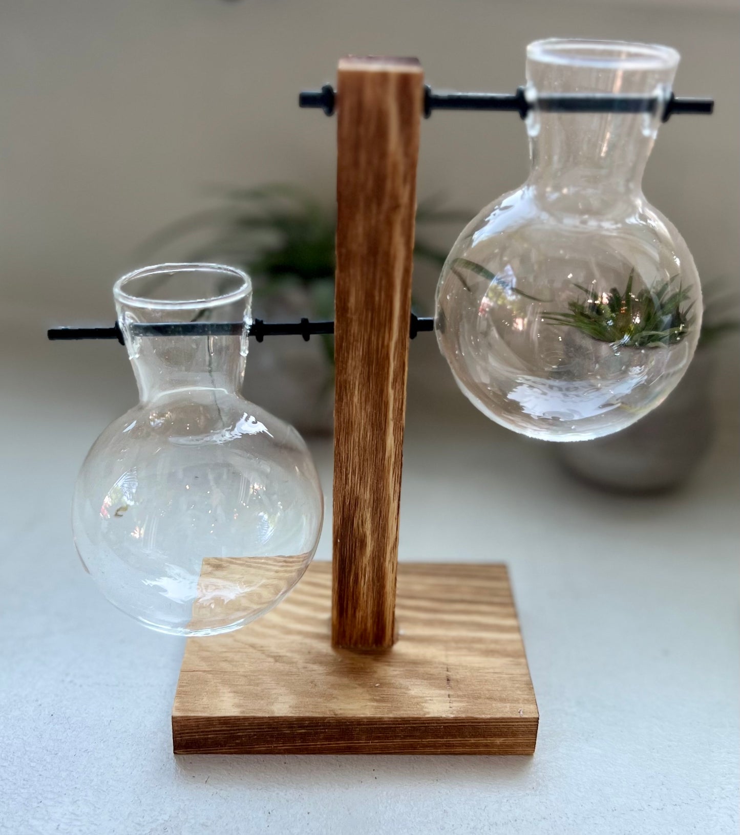 Planter Bulb Propagation Vase